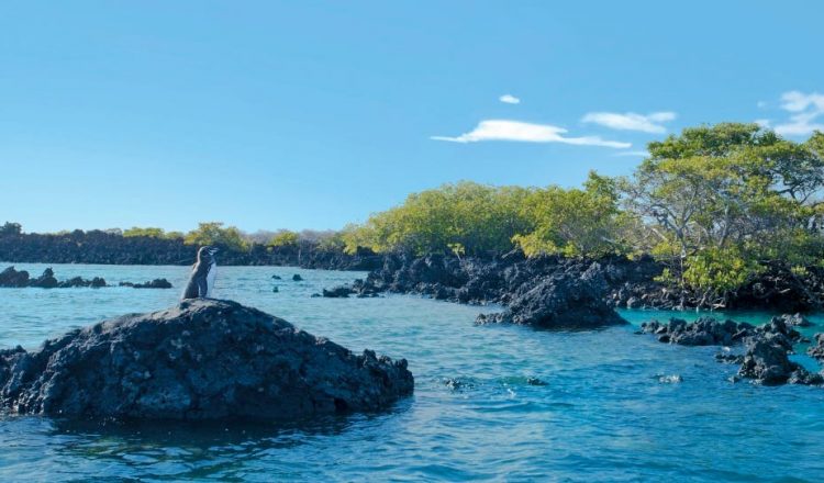 Las Islas Galápagos, un museo de la evolución