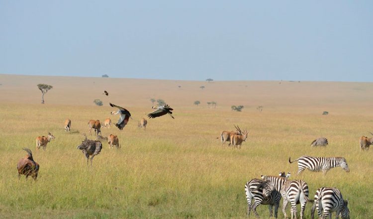 Kenia, sus sabanas y costumbres masái